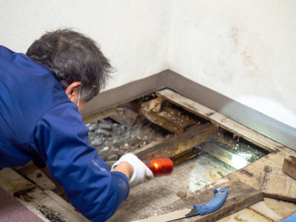 Best Certified Mold Removal  in Ironde, AL
