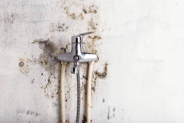 Best Mold Damage Repair  in Ironde, AL