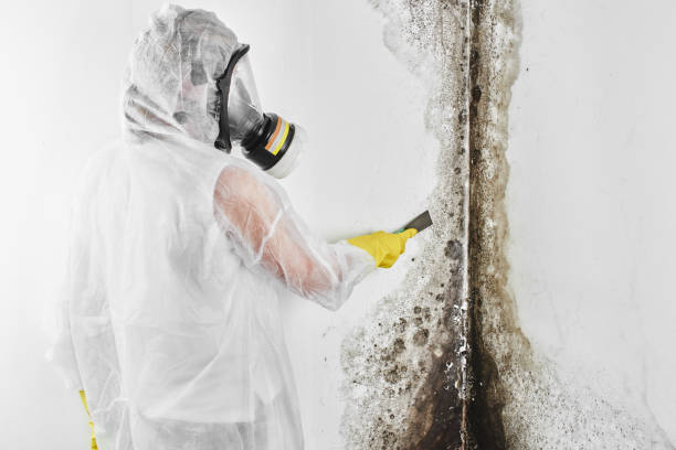 Best Professional Mold Removal  in Ironde, AL