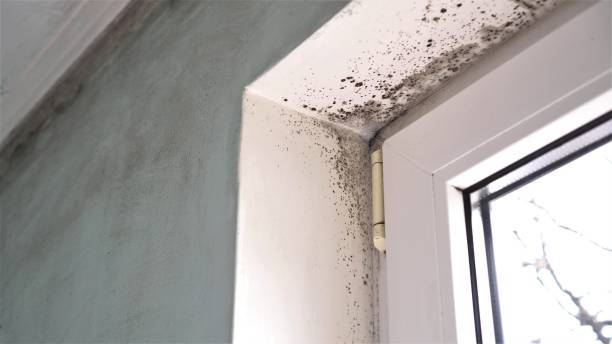 Best Attic Mold Removal  in Ironde, AL