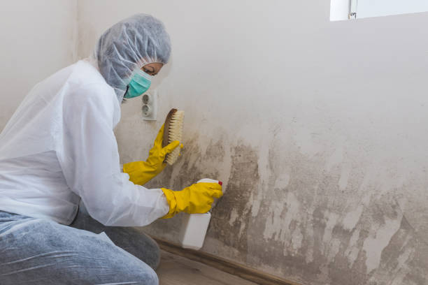 Best Black Mold Removal  in Ironde, AL