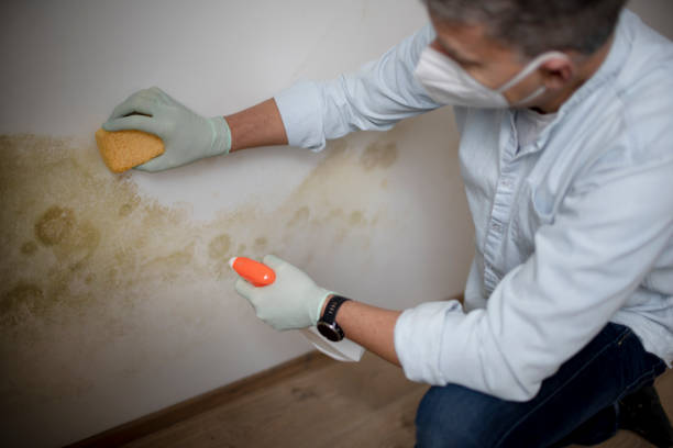 Best Office Mold Removal Services  in Ironde, AL