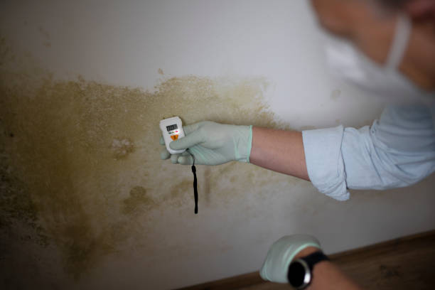 Mold Removal and Inspection in Irondale, AL