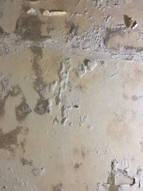 Best Office Mold Removal Services  in Ironde, AL