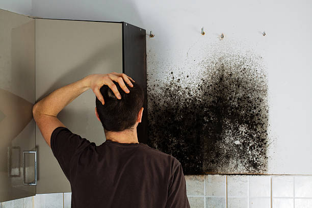 Best Mold Cleaning Services  in Ironde, AL