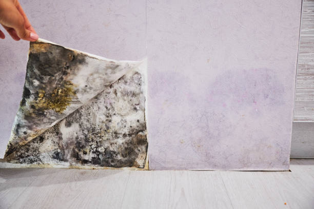 Office Mold Removal Services in Irondale, AL